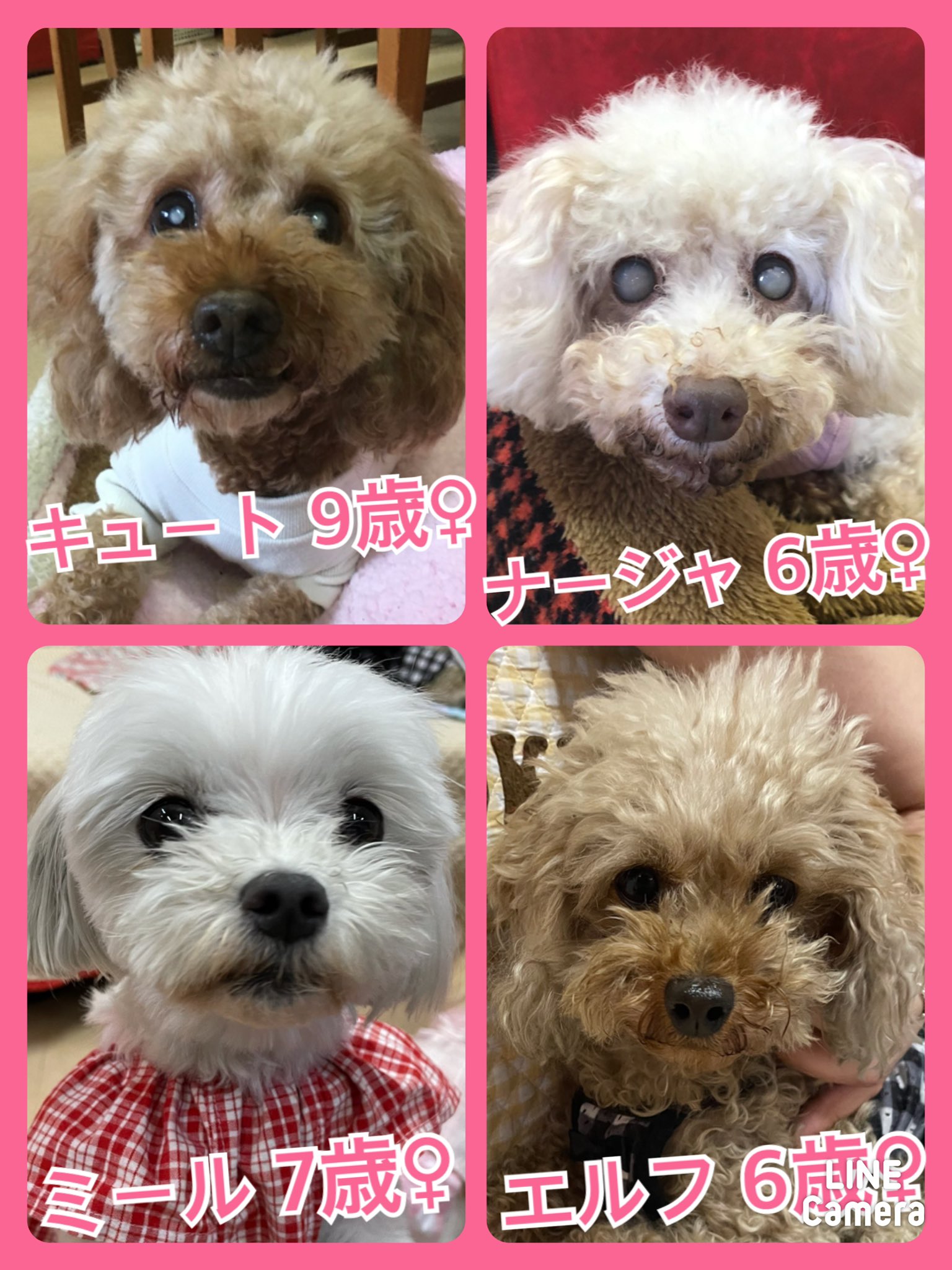 🐾今日の里親様募集中ワンコ🐶メンバーです🐾2021,5,20